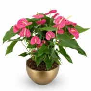 Anthurium California Pink in Gold Bowlry (3 in 1)