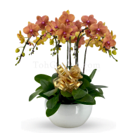 Round Special Phalaenopsis Arrangement