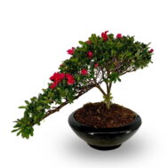 Azalea Phoenix Tail Bonsai in Black Toby