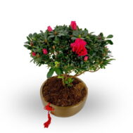 Red Azalea Bonsai in Gold Bowlry