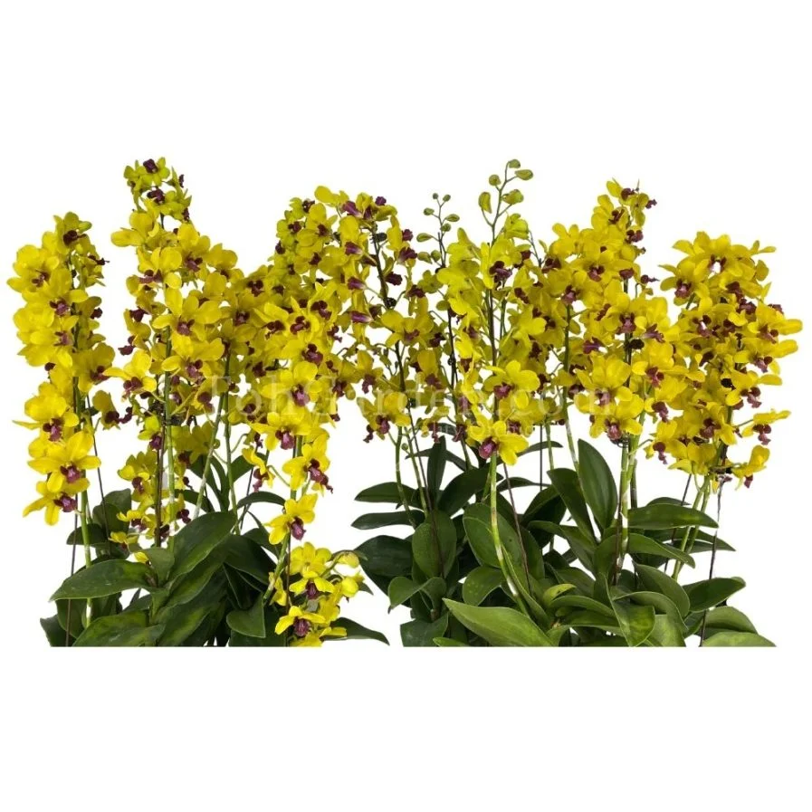 Dendrobium Thongchai Gold '1992' Arrangement