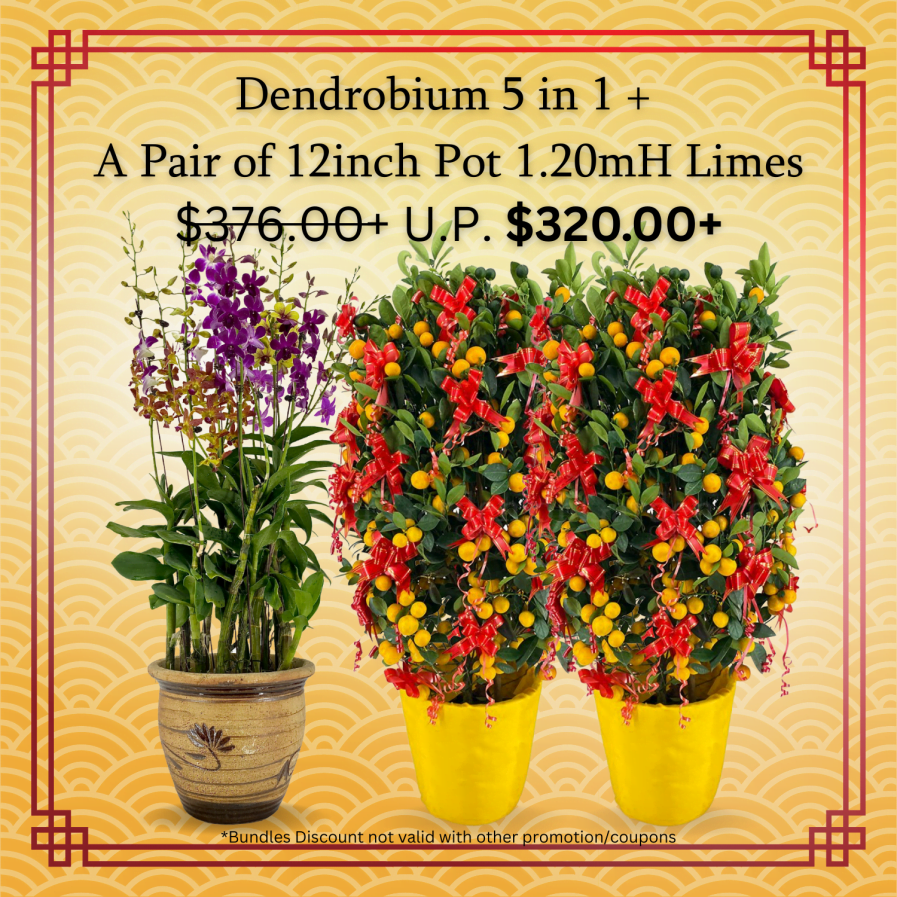 Dendrobium 5 in 1 + A pair of 12inch Lime