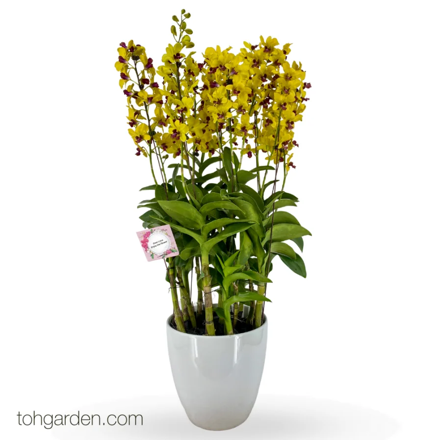 Dendrobium Thongchai Gold '1992' Arrangement