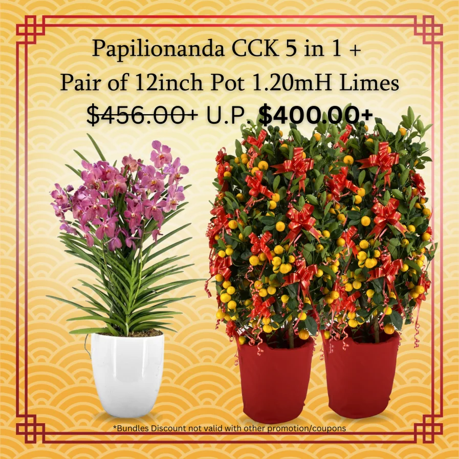 Papilionanda Chua Chu Kang 5 in 1+ A Pair of 12inch Lime