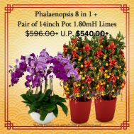 Multi-colour Phalaenopsis 8 in 1 + A Pair of 14inch Pot 1.80mH Limes