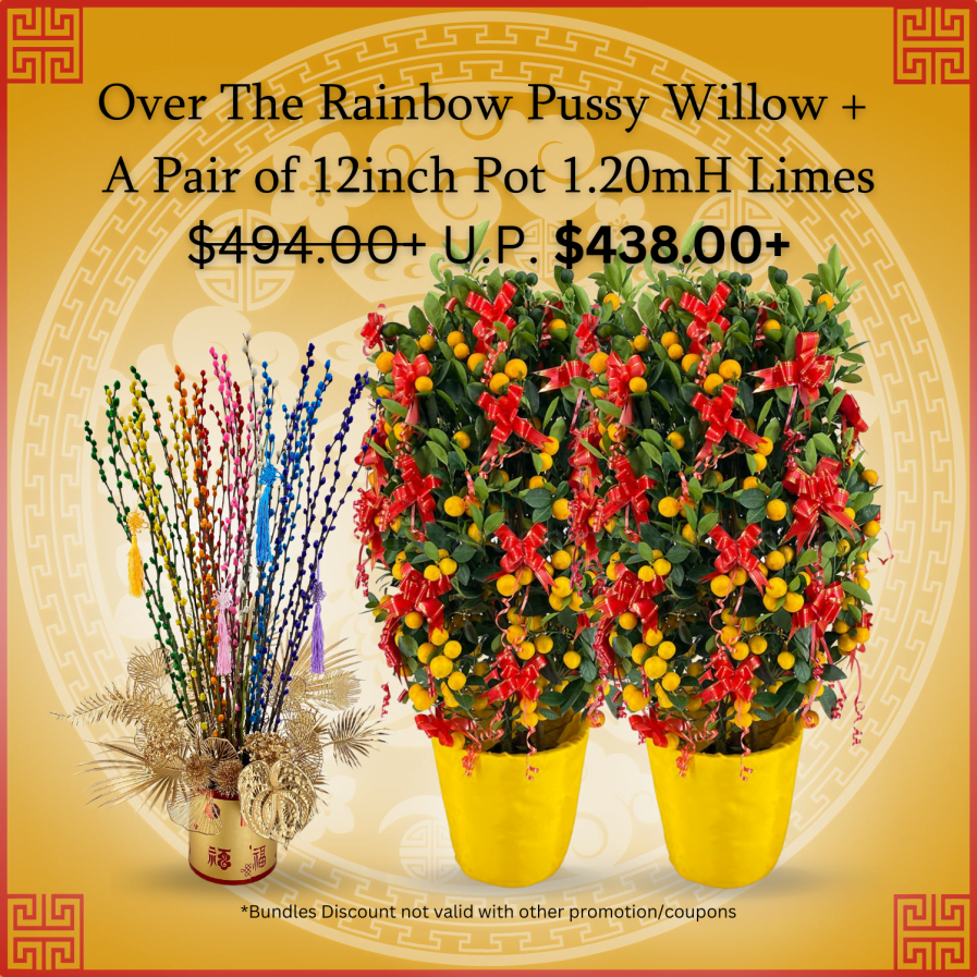 Over the Rainbow Pussy Willow Arrangement + A Pair of 12inch Pot 1.20mH Limes