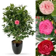 Camellia