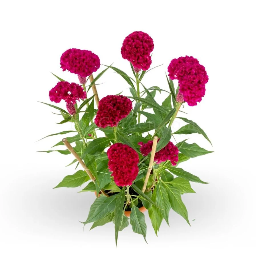 Celosia cristata Pink Cockcomb “鸡公花”
