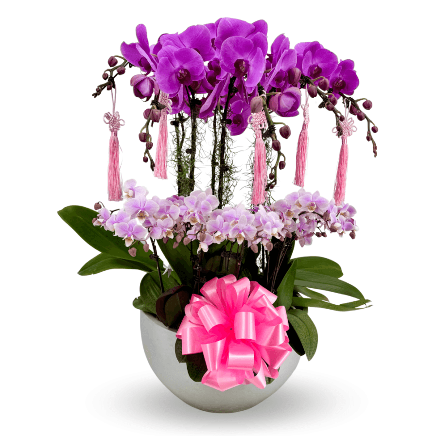 Phalaenopsis Arrangement | Pink Prosperity Blossoms