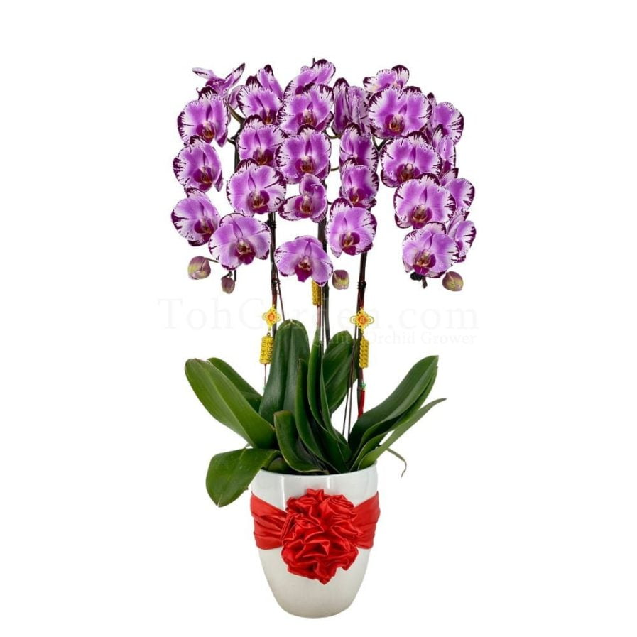 CNY Special Phalaenopsis 3 in 1 Arrangement