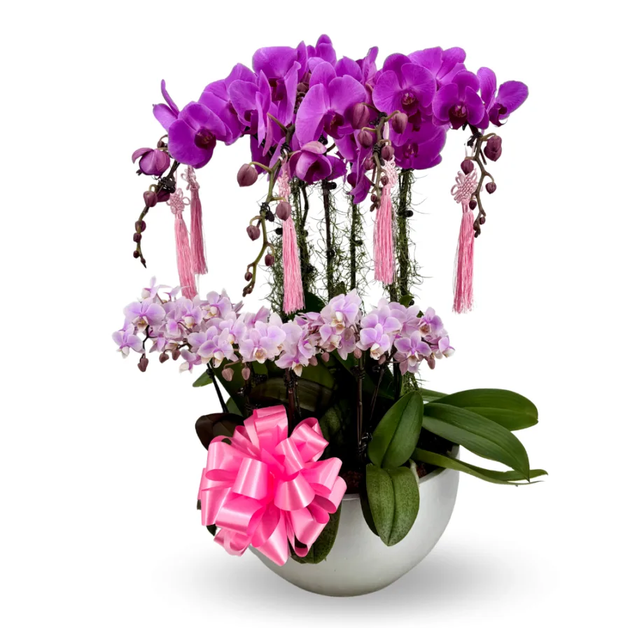 Phalaenopsis Arrangement | Pink Prosperity Blossoms