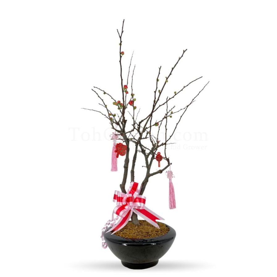 Crabapple Blossoms (海棠) in Ceramic Pot