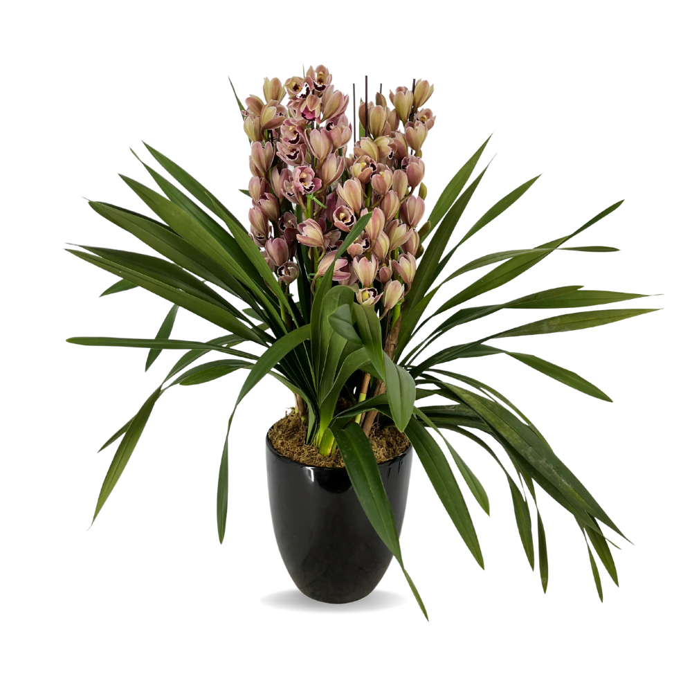 Cymbidium Multiflora