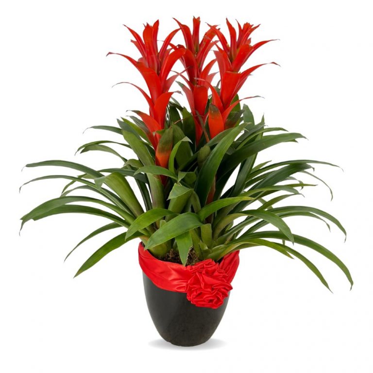 Guzmania Red Flame in Black Ceramic 3 in 1 - Toh Garden : Singapore ...