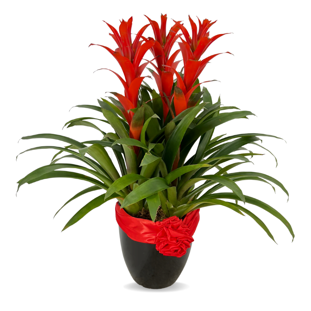 Guzmania Red Flame