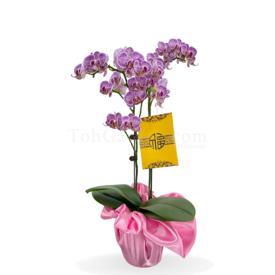 Mini Gift Phalaenopsis Arrangement
