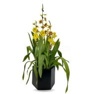 Oncidium Tiger Crow Golden Gates OncidesaHwuluduen Chameleon 5 in 1