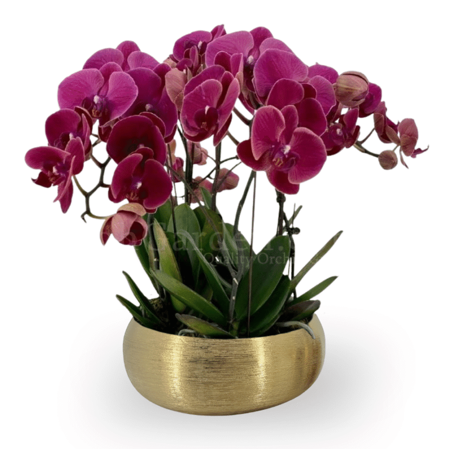 Phalaenopsis Arrangement | Red 5 in 1