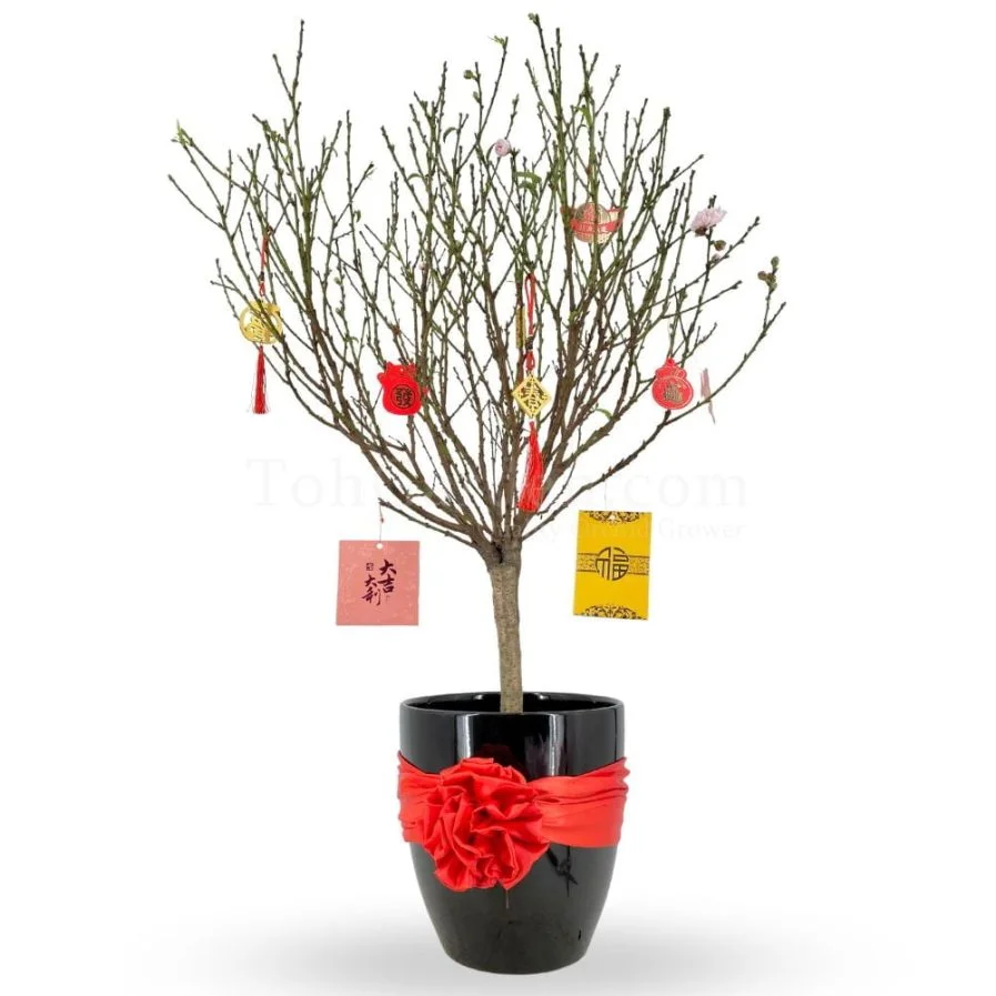 Plum Blossoms (桃花) in Ceramic Pot