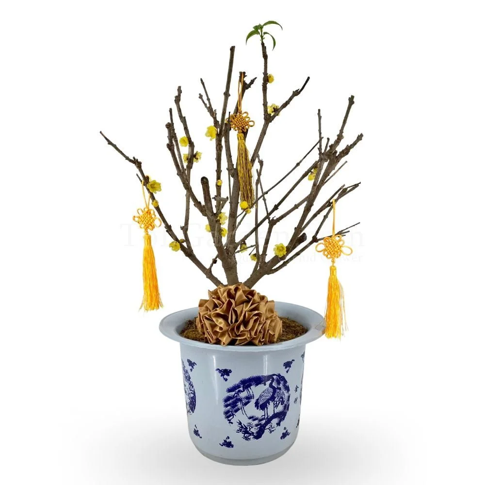 Plum Blossoms (梅花)