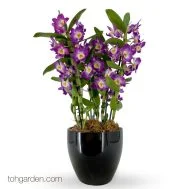 Nobile Dendrobium Arrangement 3 in 1 (Seasonal)