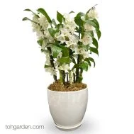 Nobile Dendrobium Arrangement 3 in 1 (Seasonal)