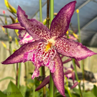 Beallara Marfitch