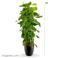 Money Plant in Self-Watering Pot