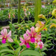 Dendrobium Ninja Hybrid