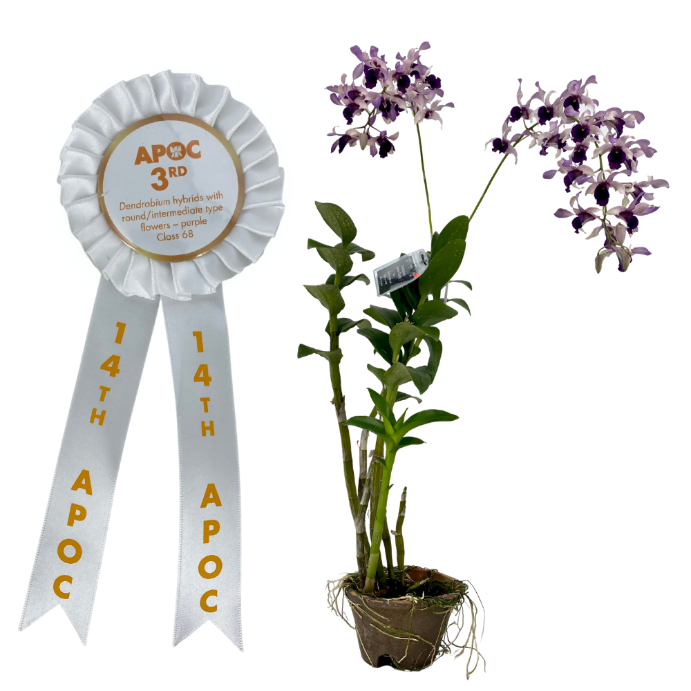 Farm Fresh Orchids - Toh Garden: Singapore Orchid Plant & Flower Grower