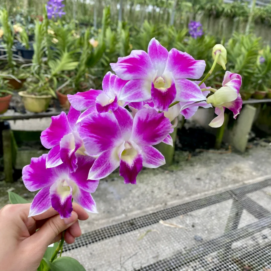 Dendrobium Ekapol