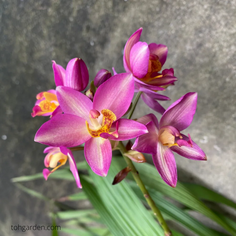 Spathoglottis Pink