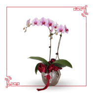 Mini Phalaenopsis | 恭贺新年