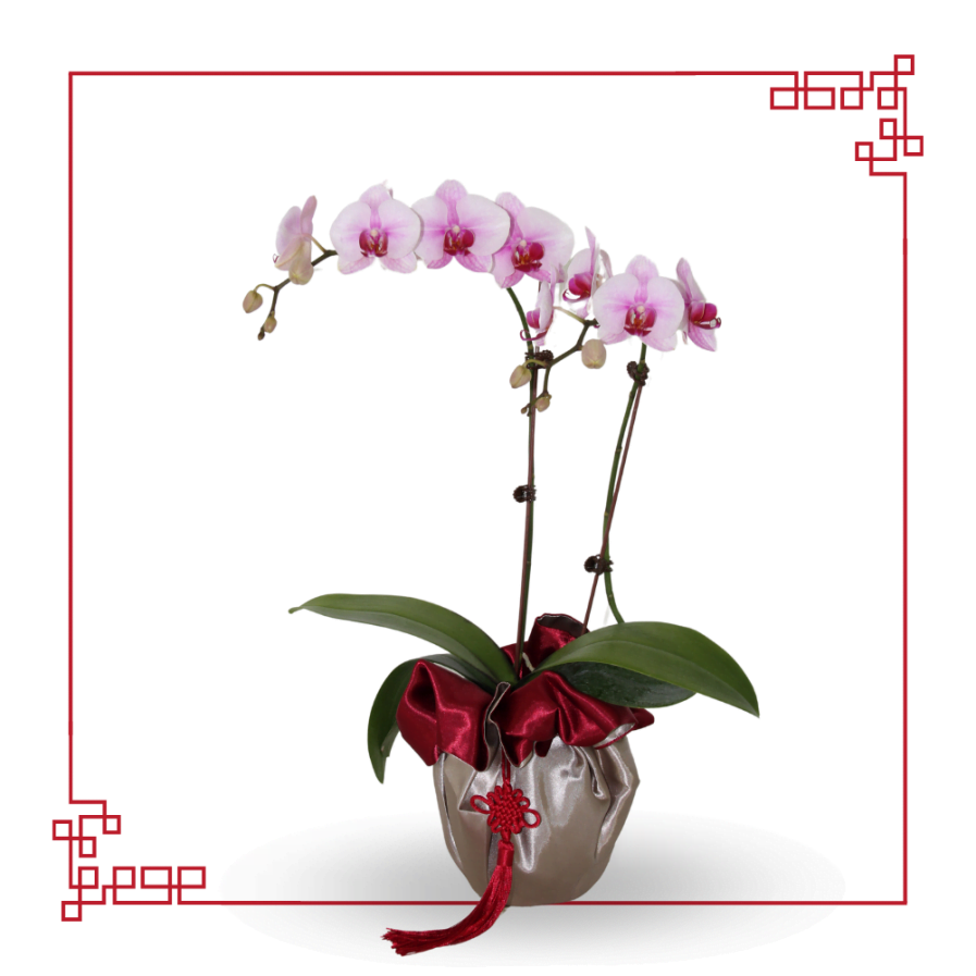 恭贺新年 | Mini Phalaenopsis