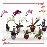 恭贺新年 | Phalaenopsis Orchids