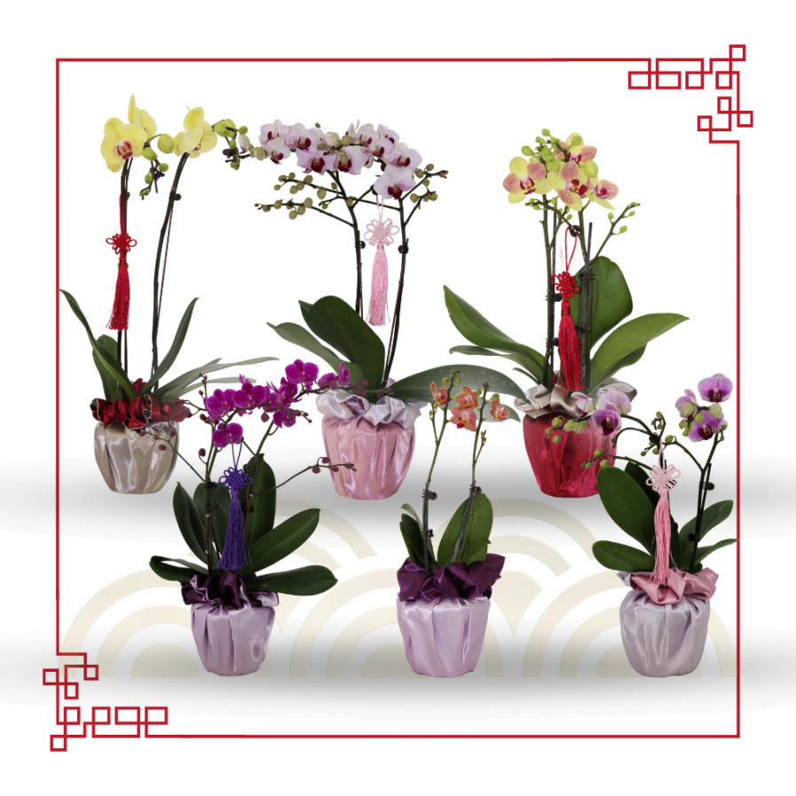 恭贺新年 | Mini Phalaenopsis Orchids