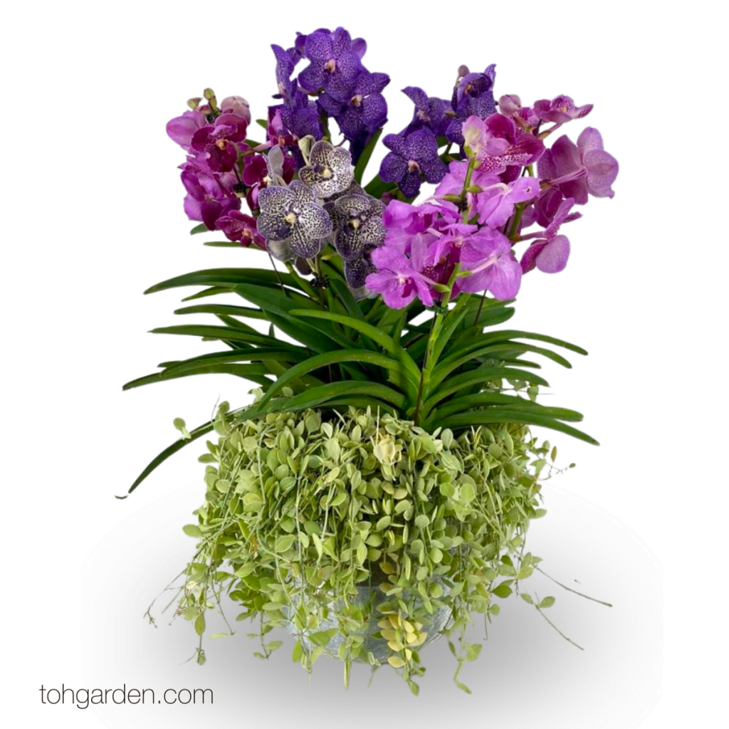 Father's Day 2024 - Toh Garden: Singapore Orchid Plant & Flower Grower