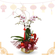 Chinese New Year | Phalaenopsis in Golden Pot