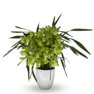 Arching Cymbidium Apple Green