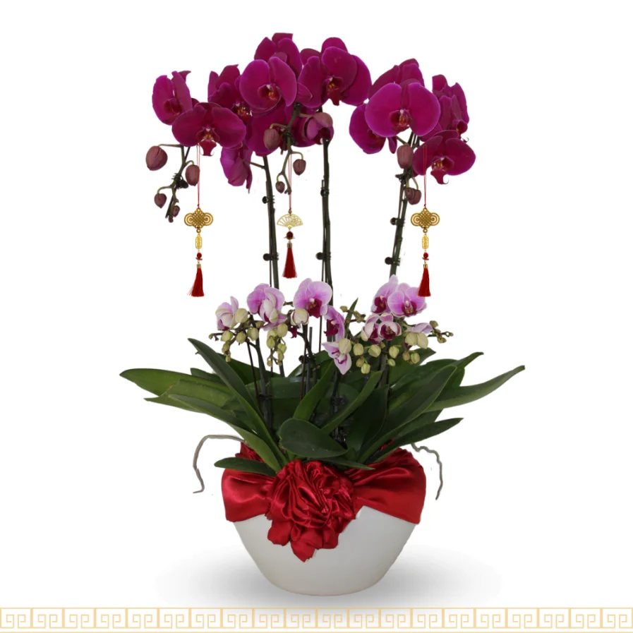 Ruby Radiance | Phalaenopsis 5 in 1