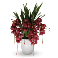 Arching Cymbidium Red Wine