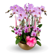 Pink Prosperity Blossoms | Phalaenopsis Arrangement