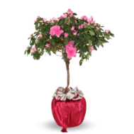 Azalea x Rhododendron Lollipop Pink (European)