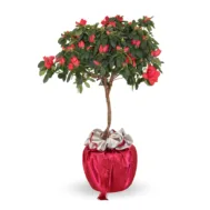 Azalea x Rhododendron Lollipop Red (European)