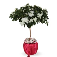 Azalea x Rhododendron Lollipop White (European)