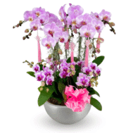 Phalaenopsis Arrangement | Orchid Dreams