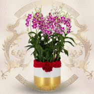 Dendrobium Ekapol “Splash” Arrangement 5 in 1