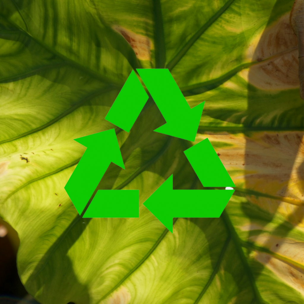 Disposal - Toh Garden : Singapore Orchid Plant & Flower Grower