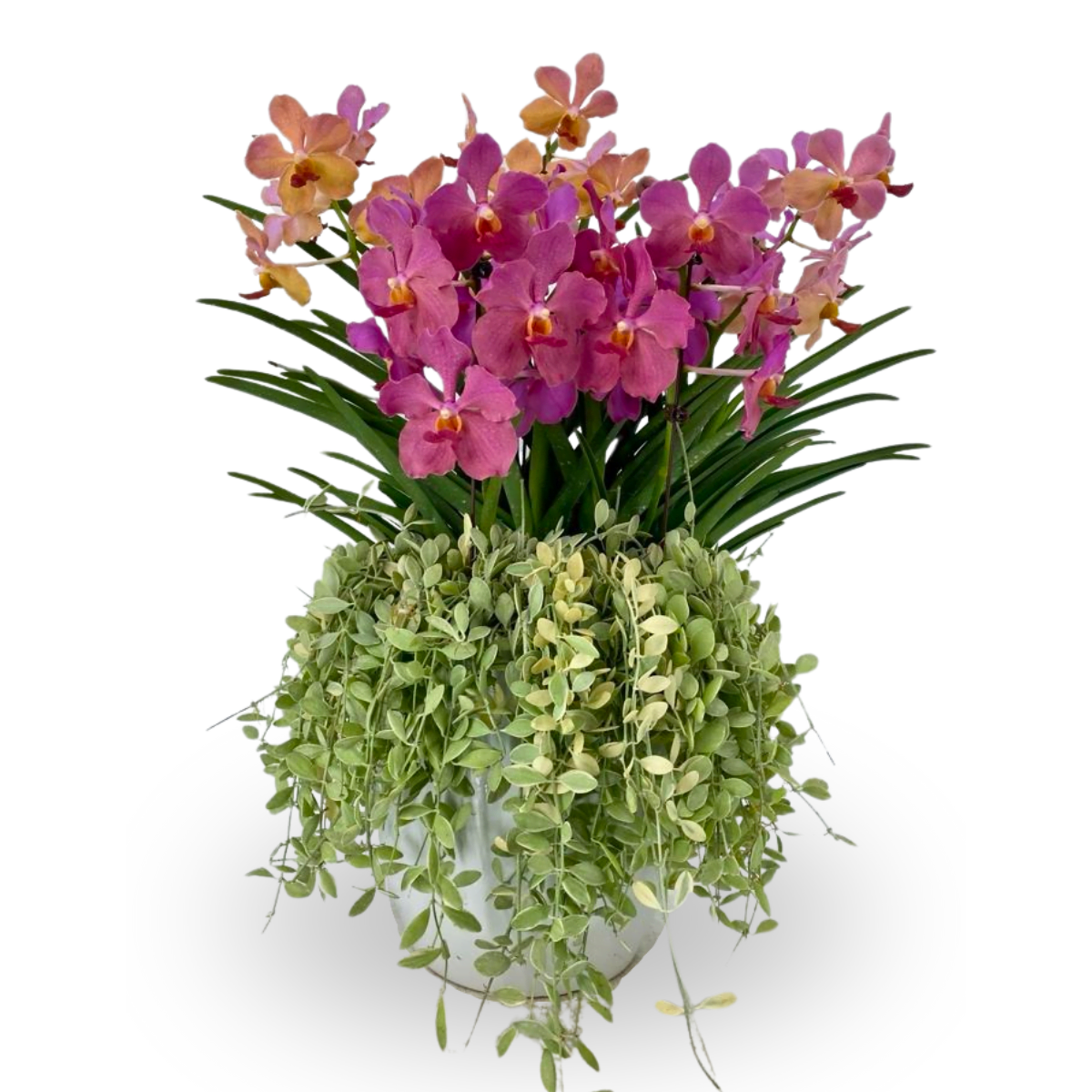 Orchid Symphony | Chua Chu Kang Fusion