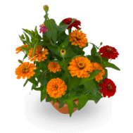 Zinnia sp (日本菊)